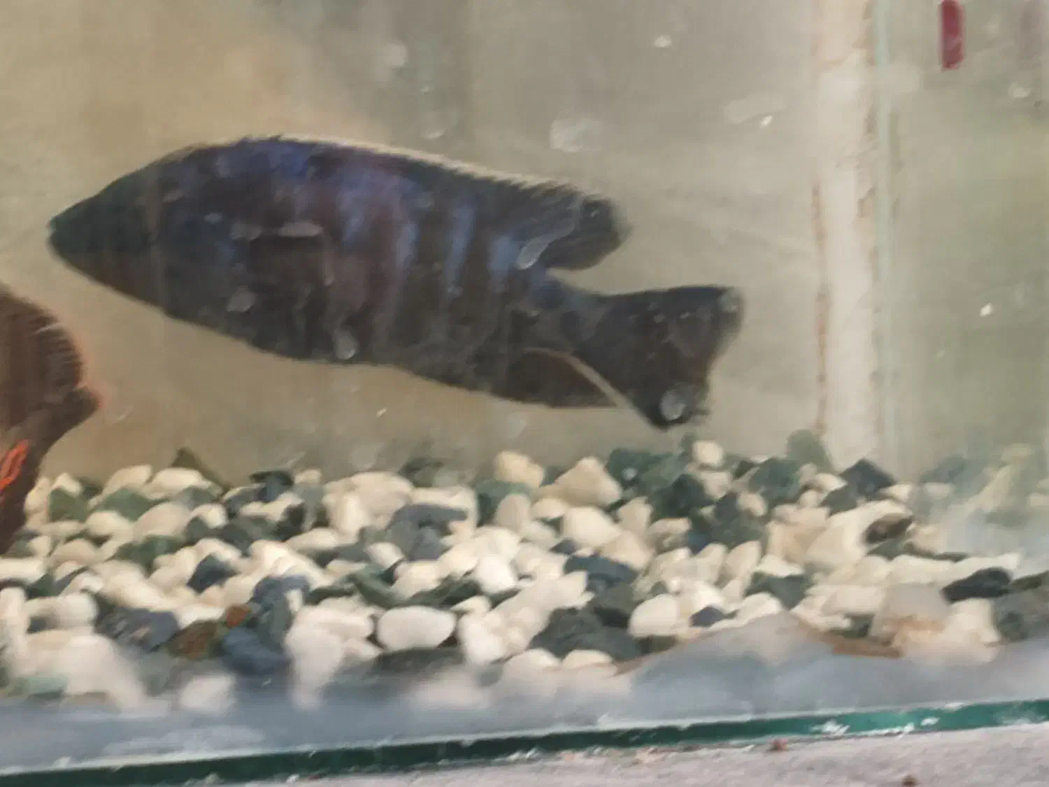 فروشی|ماهی|سیرجان, |دیوار