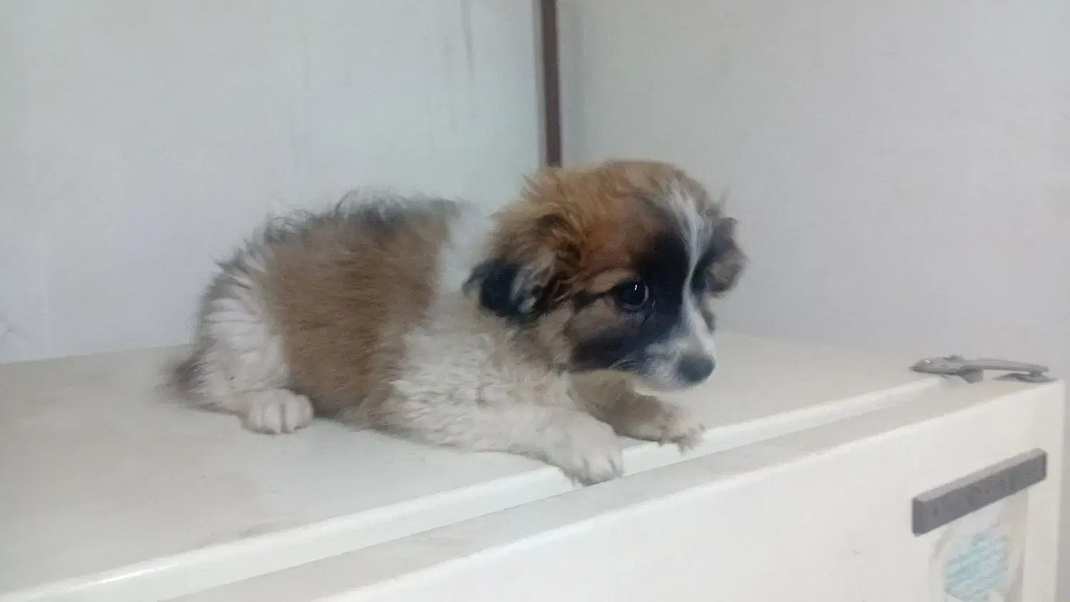 سگ پا کوتاه نر پدر تریر مادر شیتزو|سگ|تبریز, |دیوار