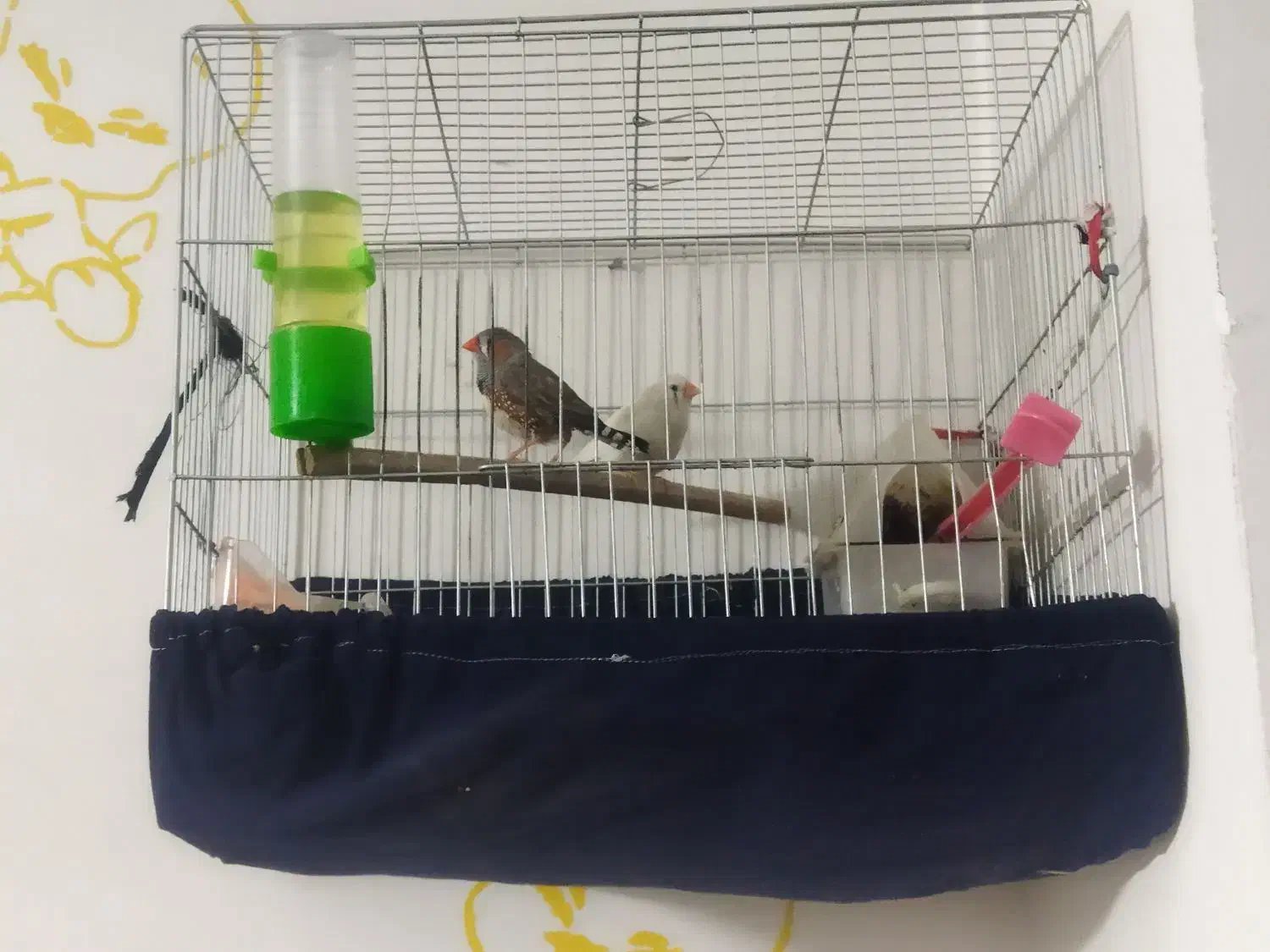 فنچ با یکی تخم|پرنده|پاکدشت, پاکدشت (مامازند)|دیوار