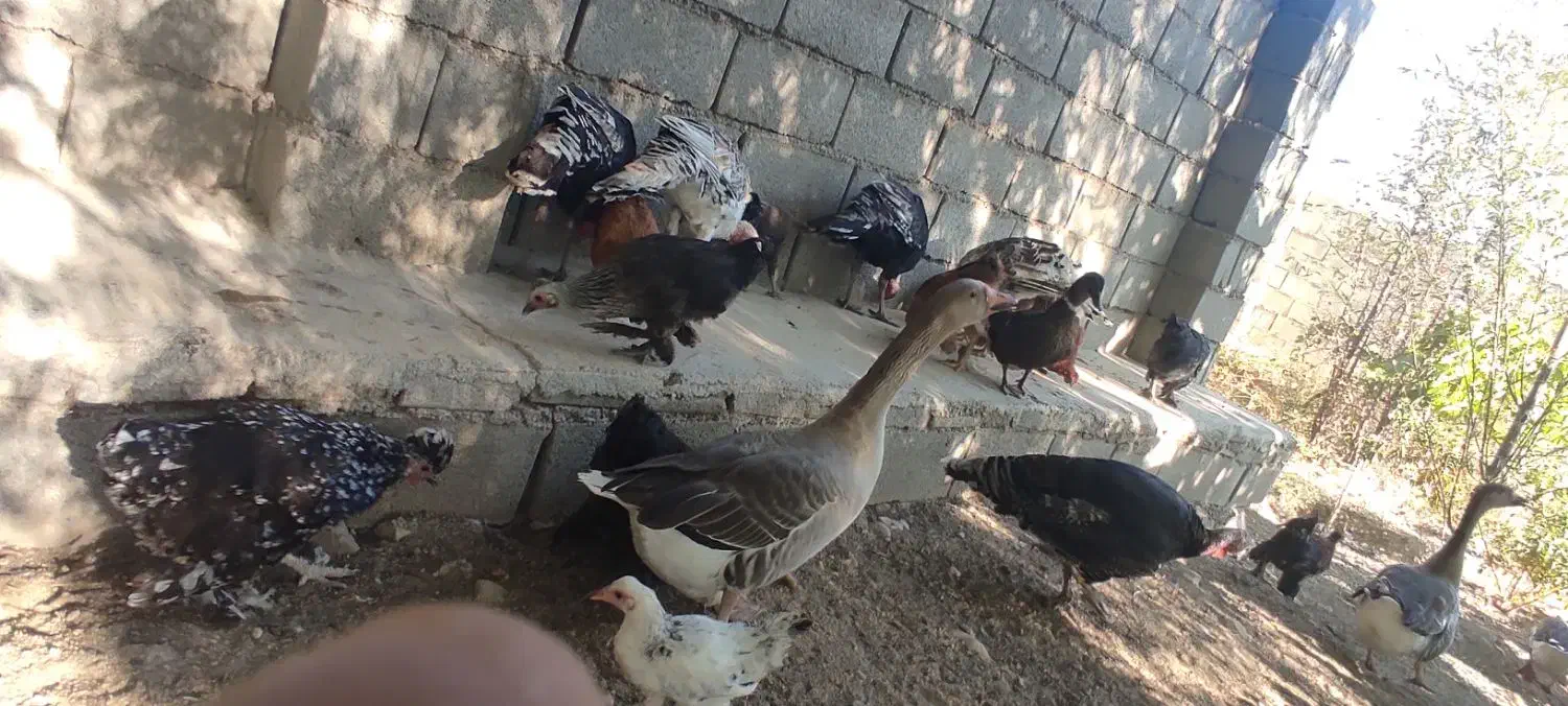 غاز محلی و اردک محلی طبیعی|حیوانات مزرعه|یاسوج, |دیوار