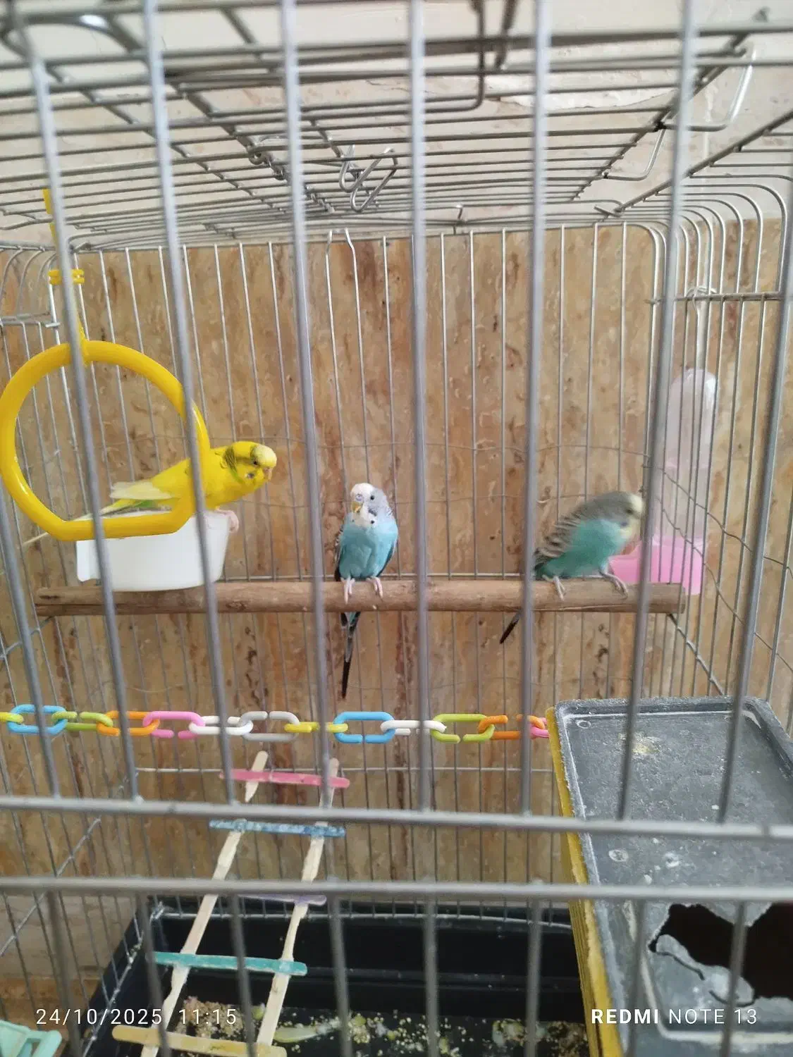 فروش سه مرغ عشق|پرنده|بوکان, |دیوار