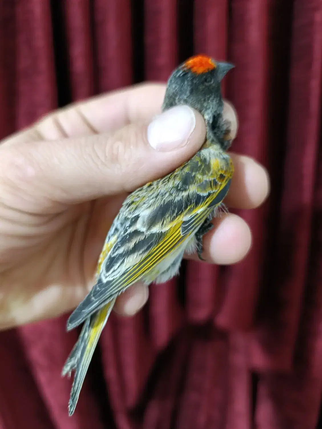 گلبسر نر زعفرانی|پرنده|مشهد, انصار|دیوار