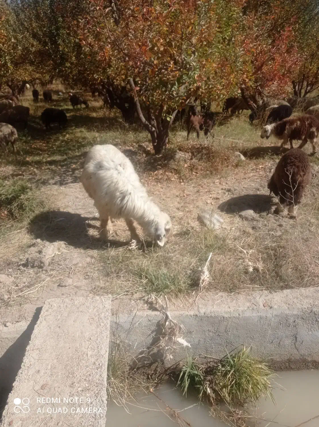 میش|حیوانات مزرعه|پادنا علیا, |دیوار