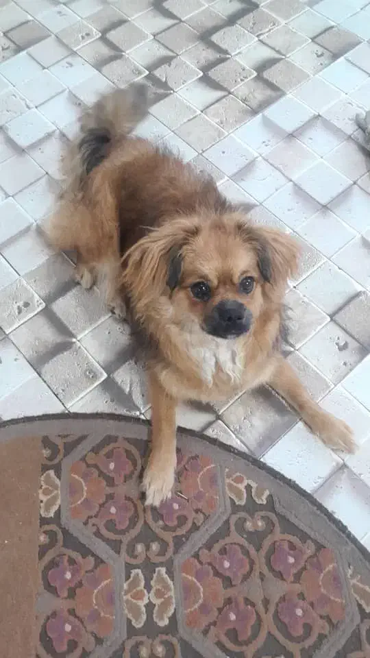 سگ شیتزو|سگ|بندرعباس, |دیوار