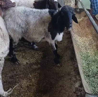 فروش بره|حیوانات مزرعه|قم, کلهری|دیوار