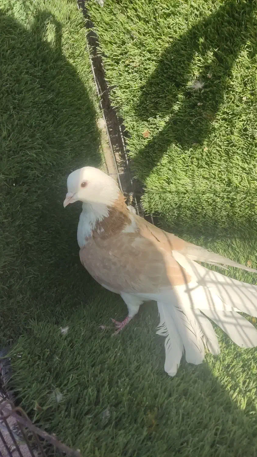 حیوون کاشون|پرنده|اردکان, |دیوار