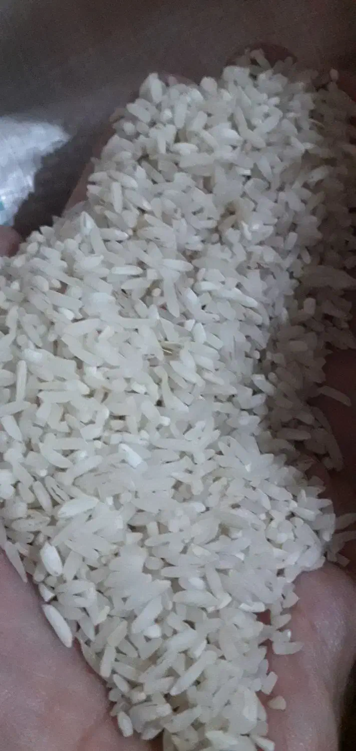 طارم هاشمی لاشه کشت دوم|حراج|قائمشهر, |دیوار