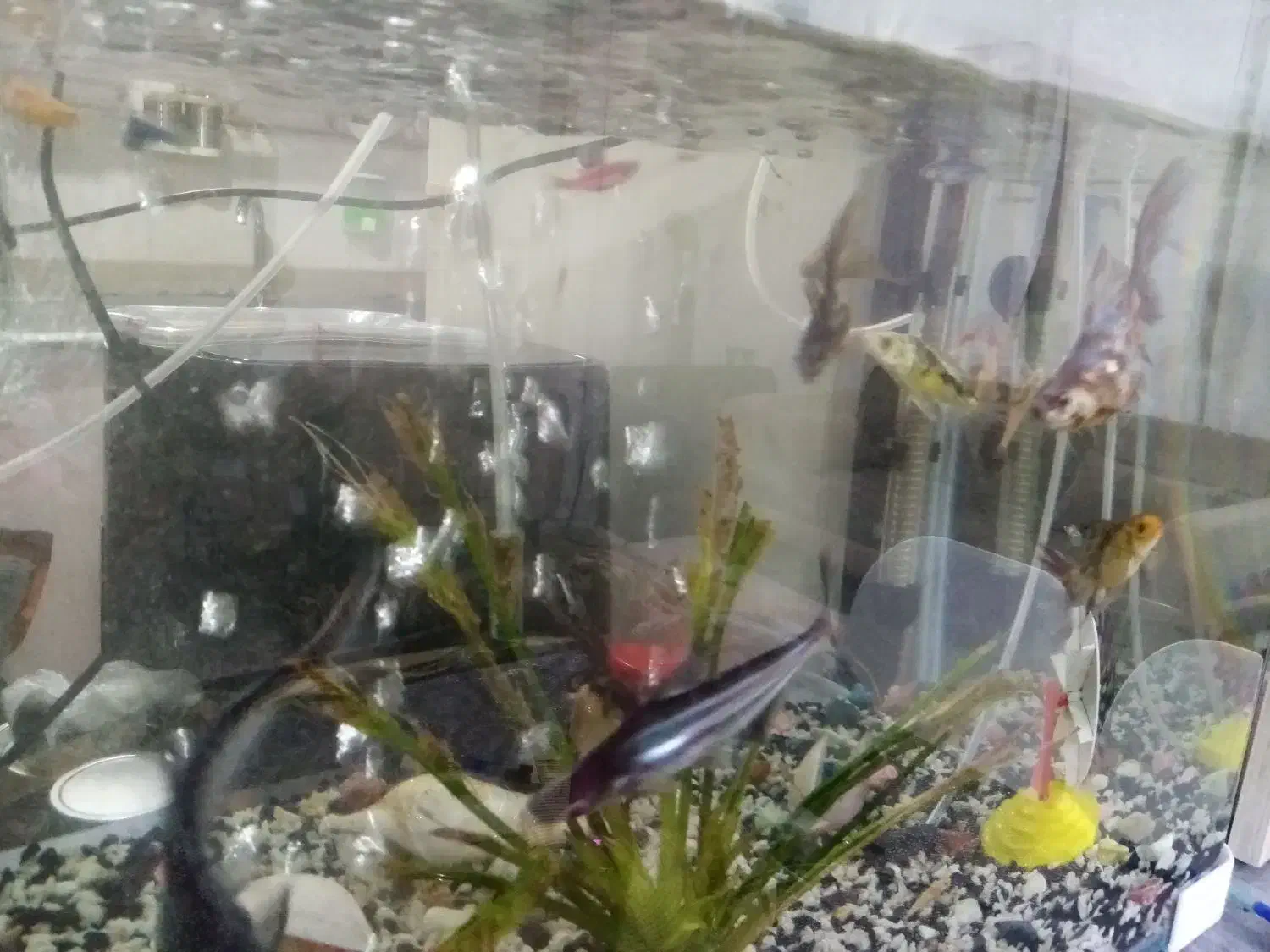 دوتا اکواریوم با ماهی های نژاد دار|ماهی|گرگان, |دیوار