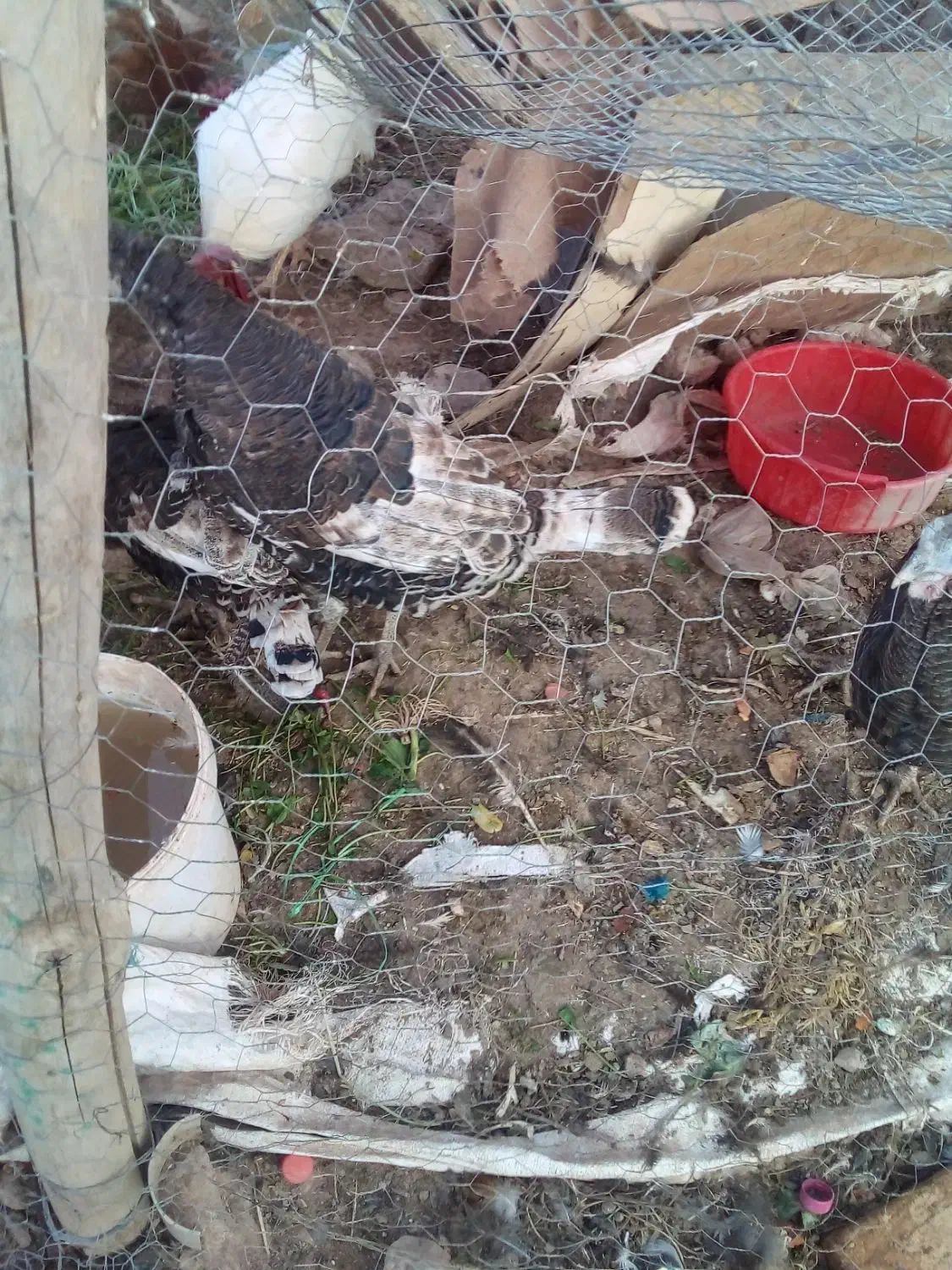 بوقلمون محلی وبومی|حیوانات مزرعه|قیدار, |دیوار