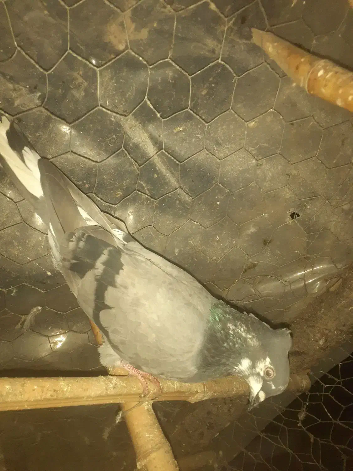 ۲جفت کفتر و چندتا تک|پرنده|رشت, یخسازی|دیوار