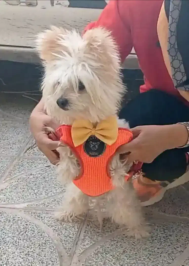 سگ یورگ کوچولو مهربون بی‌صدا، تربیت شده|سگ|اصفهان, ارغوانیه|دیوار