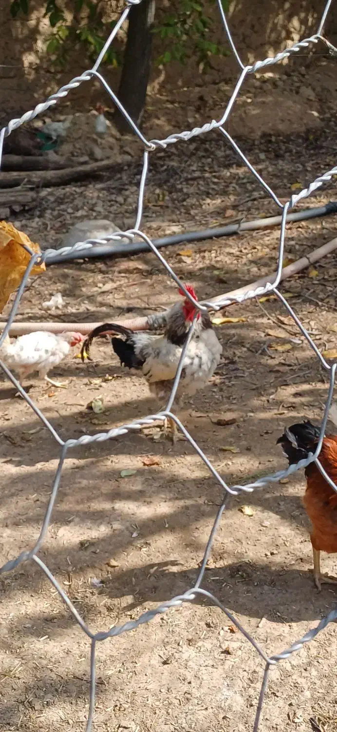 تخم مرغ محلی|خوردنی و آشامیدنی|بجنورد, |دیوار