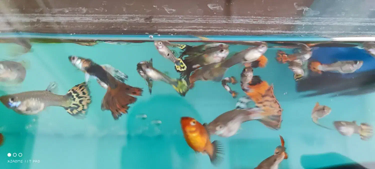 فروش و تکثیر ماهی گوپی|ماهی|ملایر, |دیوار