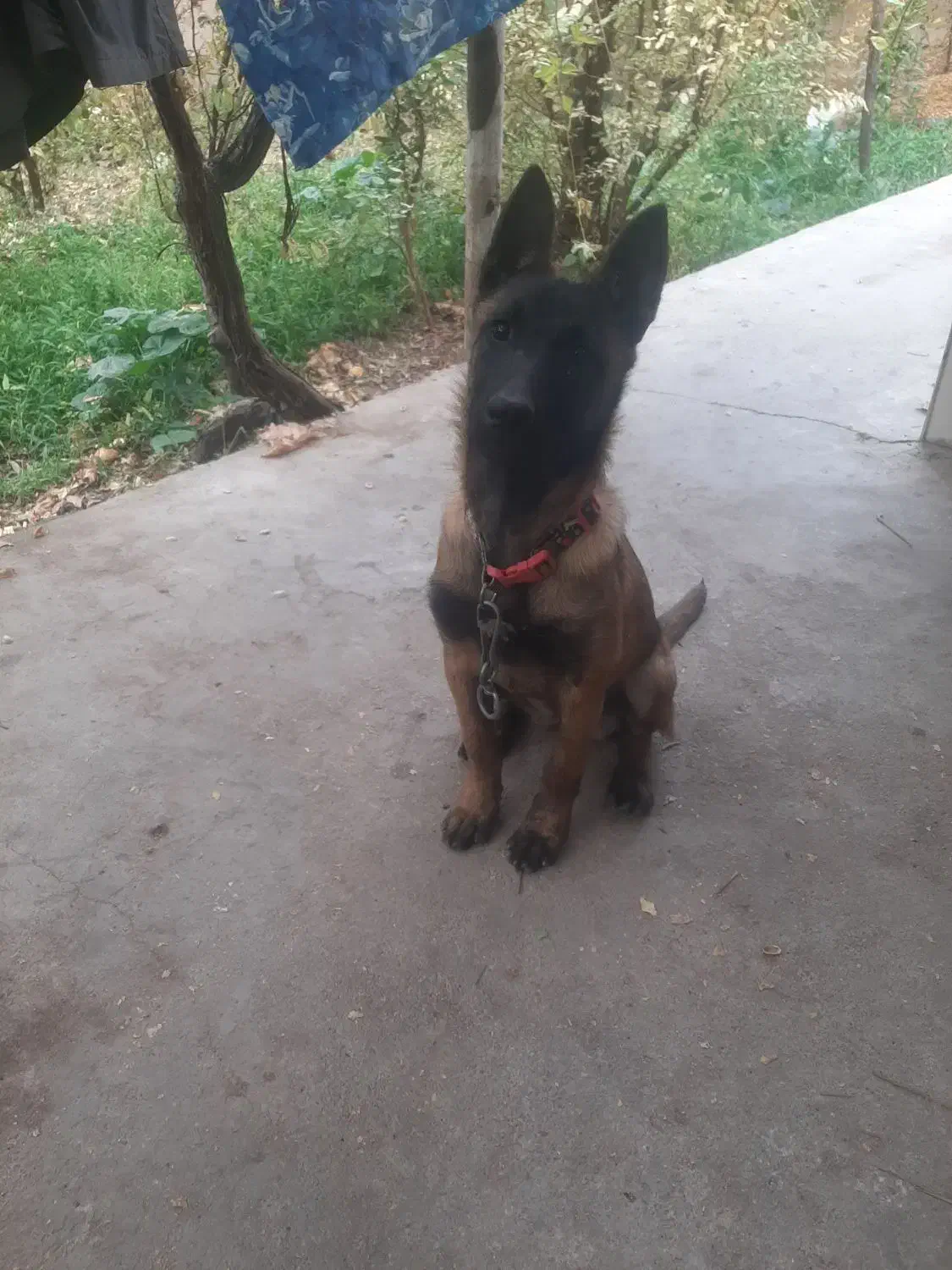 توله مالینویز ۳ماهه ماده|سگ|مهریز, |دیوار