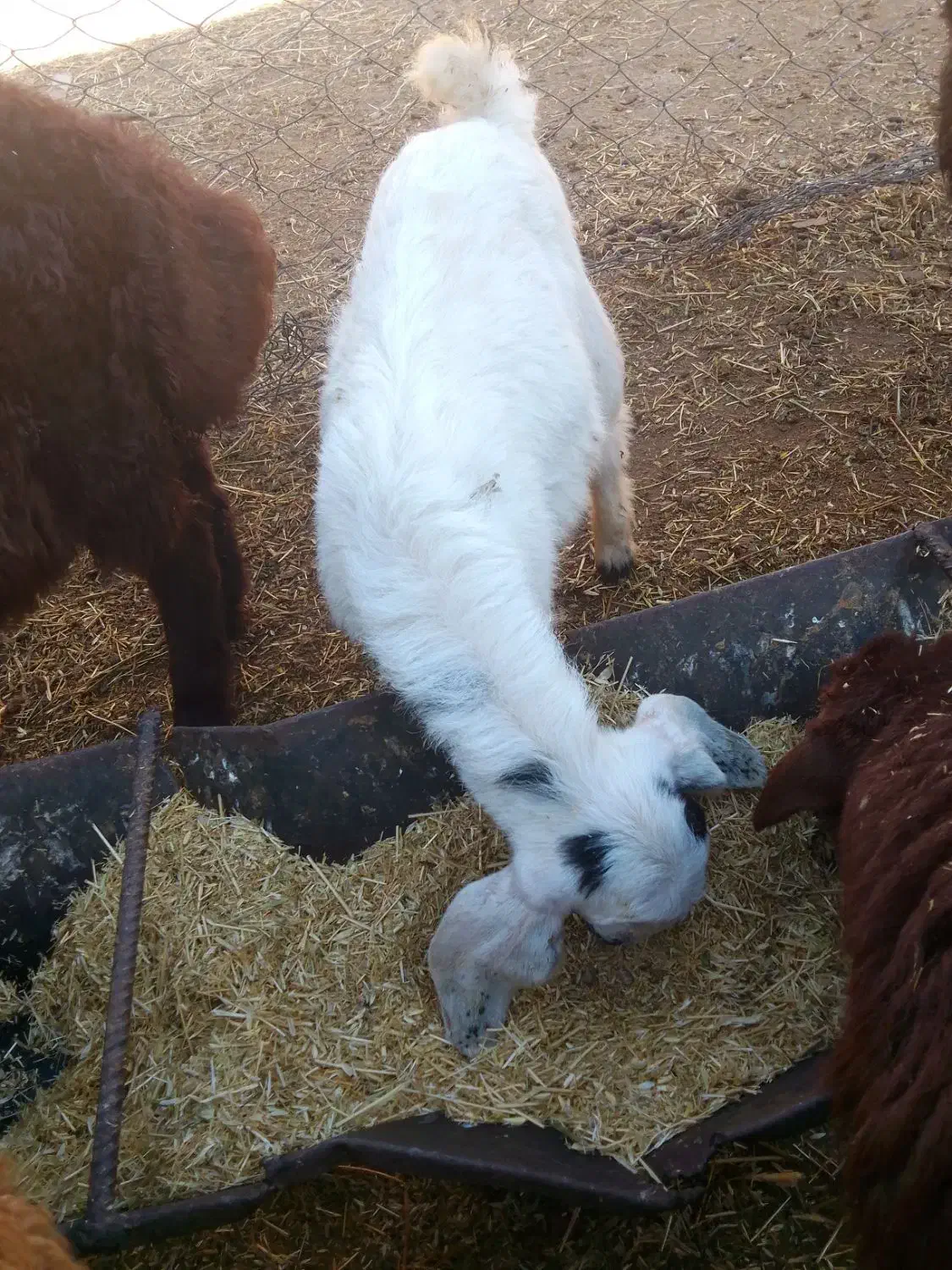 دو عدد بزغاله نروماده|حیوانات مزرعه|تبریز, |دیوار