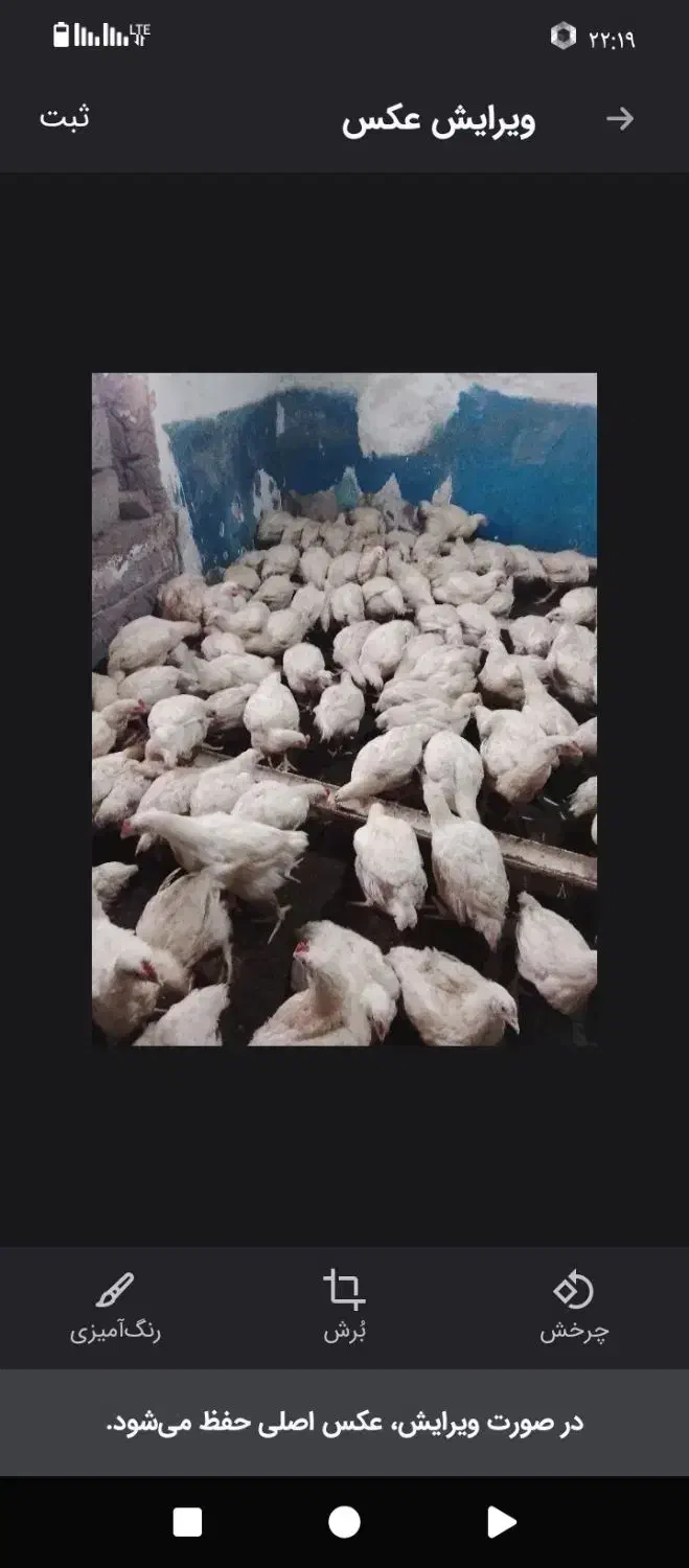 مرغ گوشتی|حیوانات مزرعه|مشگین شهر, |دیوار