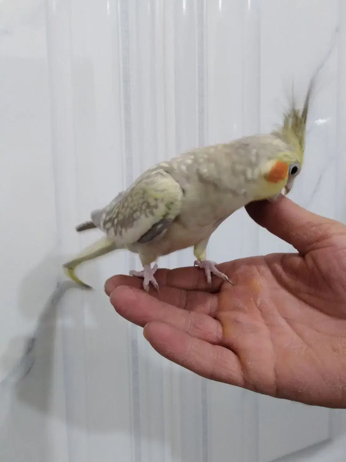 عروس هلندی ماده|پرنده|نسیمشهر, |دیوار