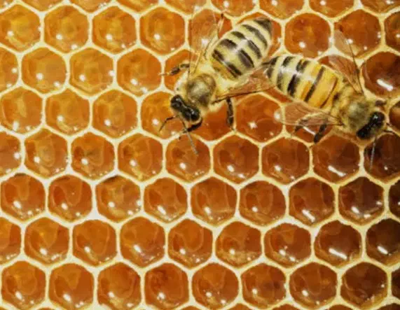 عسل طبیعی گون،انگبین،زول،چندگیاه دارویی با ضمانت|خوردنی و آشامیدنی|شاهینشهر, شهرک میلاد|دیوار