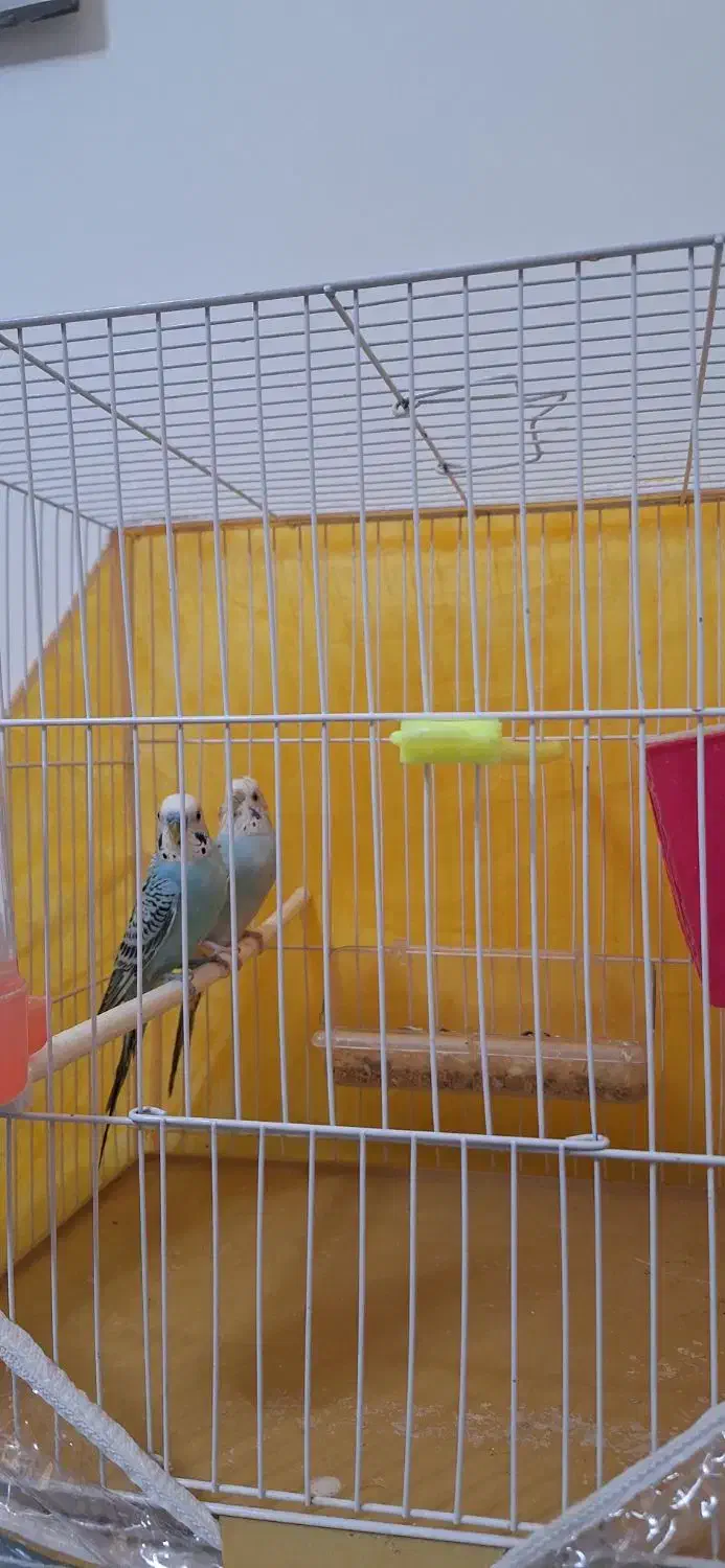 یک جفت پرنده مولد با ۲ عدد تخم|پرنده|گلبهار, شهر جدید گلبهار|دیوار