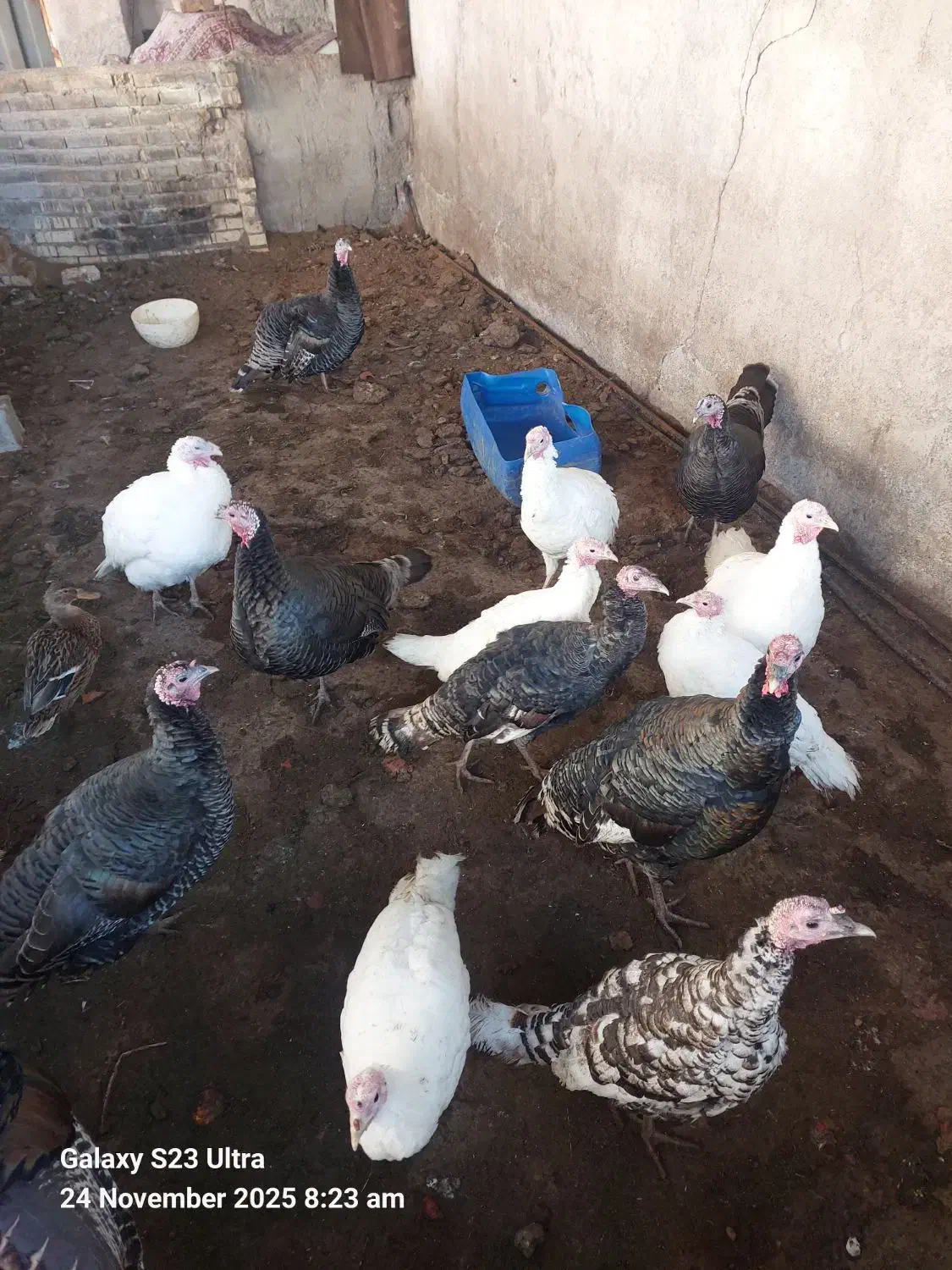 بوقلمون 2.5ساله سنگین وزن با مادههای بالغ تخمگذار|حیوانات مزرعه|سرخنکلاته, |دیوار