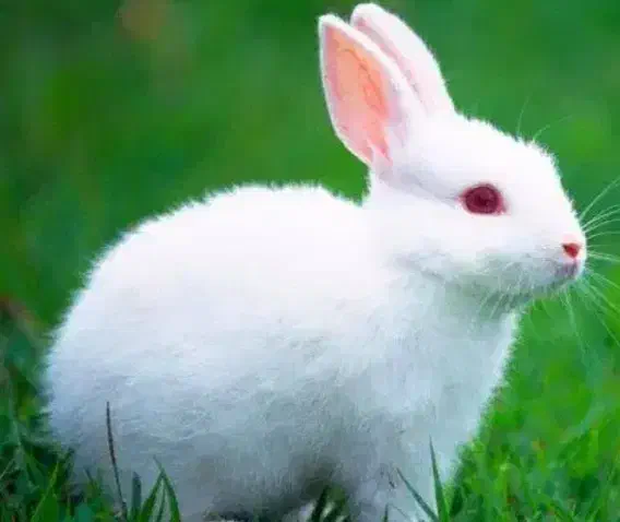 خرگوش چشم شرابی|موش و خرگوش|یزد, |دیوار