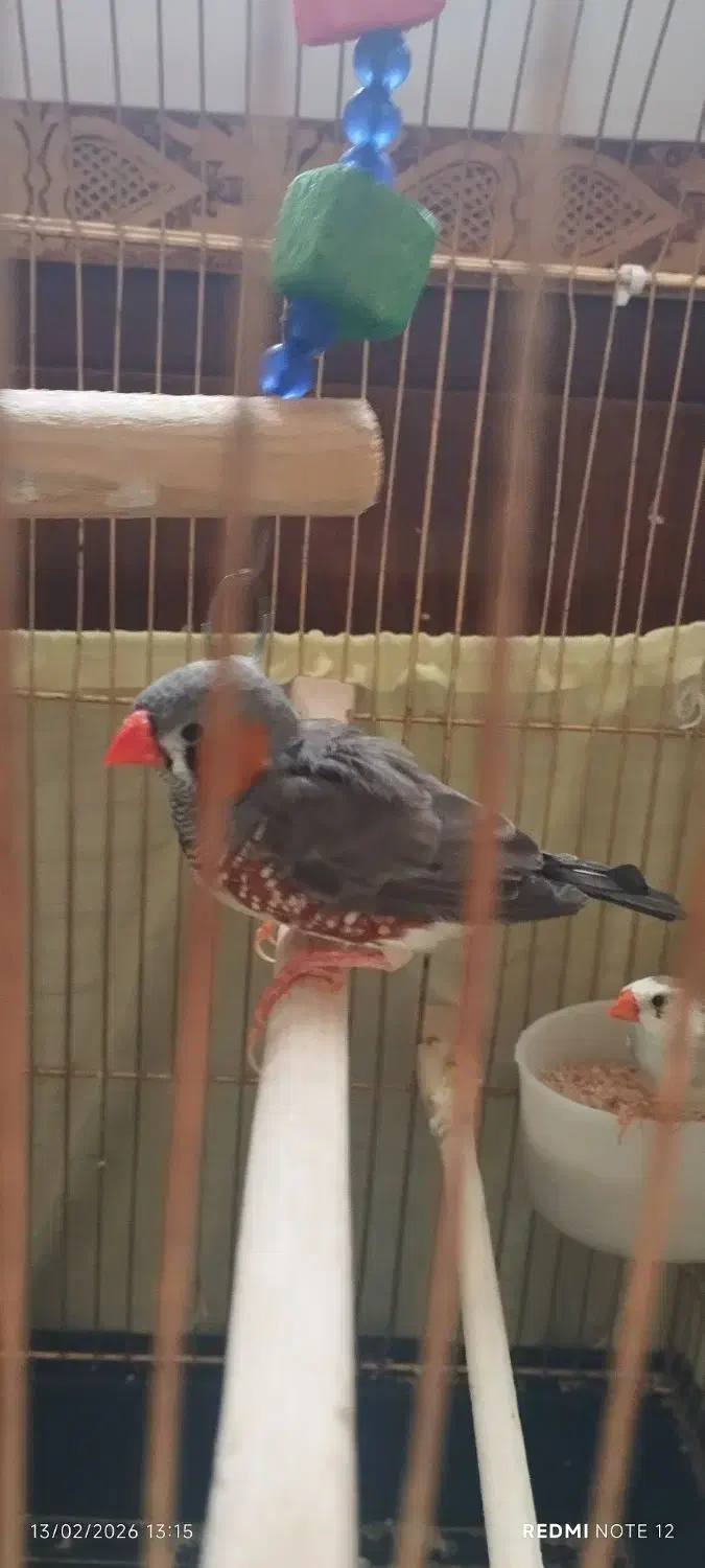 فنچ|پرنده|ارومیه, |دیوار