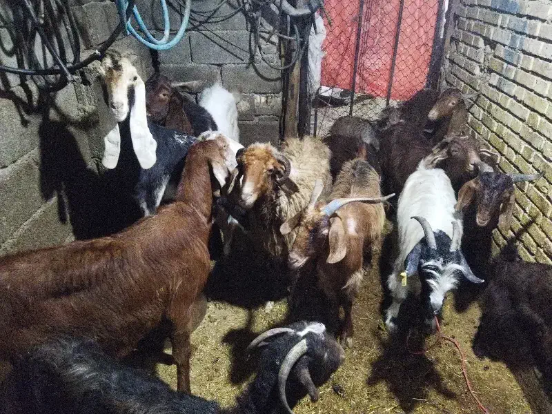 بز نر وماده|حیوانات مزرعه|بندر ماهشهر, |دیوار