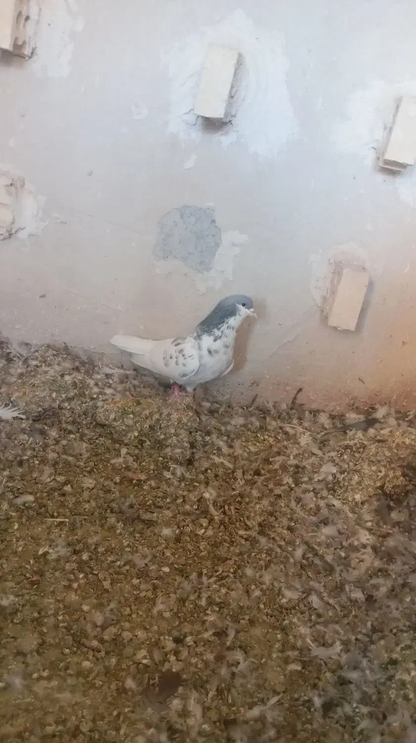 کبوتر|پرنده|جهرم, |دیوار