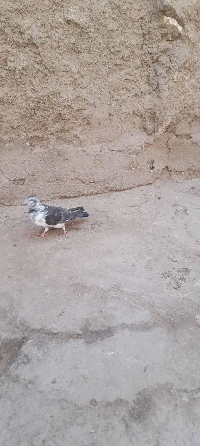 کبوتر|پرنده|زاهدان, |دیوار