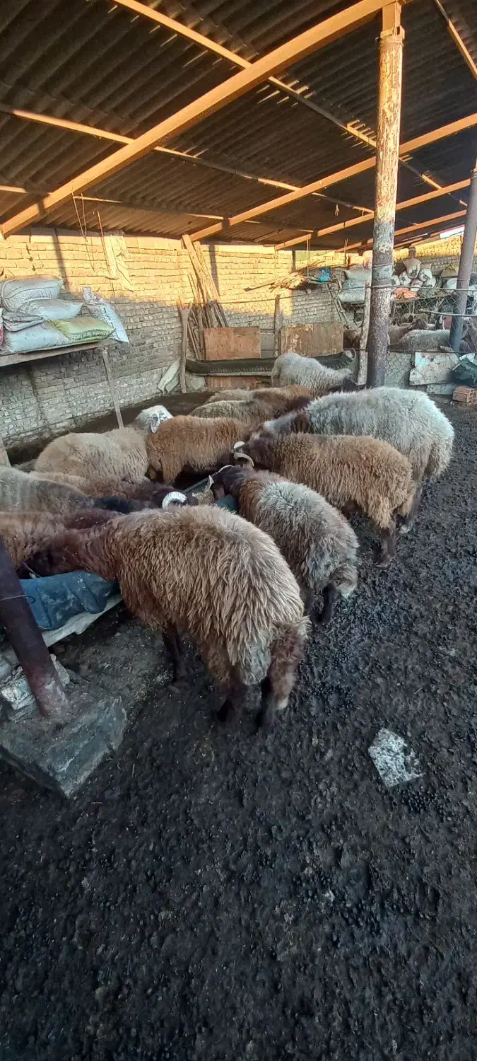 تعدادی نر بره و۲ قوچ|حیوانات مزرعه|گرگان, |دیوار