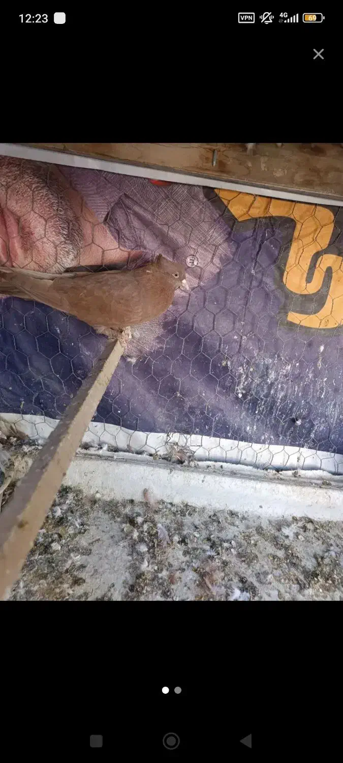 کبوتر جهت معاوضه|پرنده|چوار, |دیوار