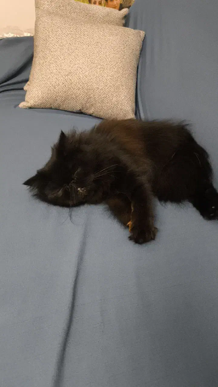 گربه پرشین ماده|گربه|رودسر, |دیوار