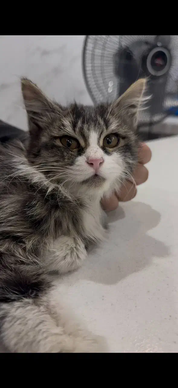 سرپرستی گربه|گربه|پردیس, فاز ۴|دیوار