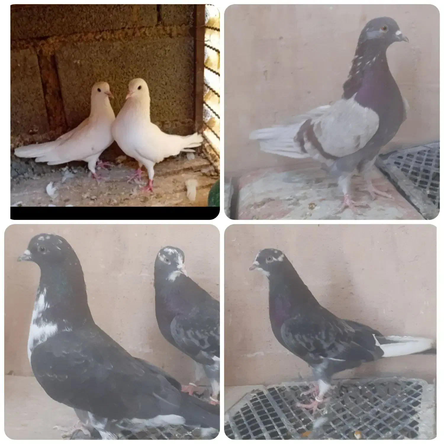 کفتر/کبوتر|پرنده|خمینی‌شهر, |دیوار