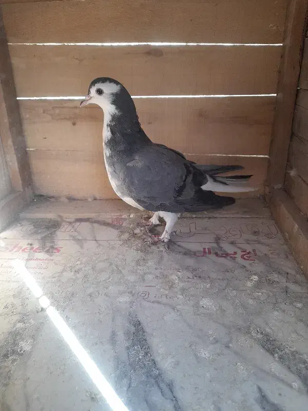 کفتر بدرنگ|پرنده|اصفهان, بوستان ناژوان|دیوار