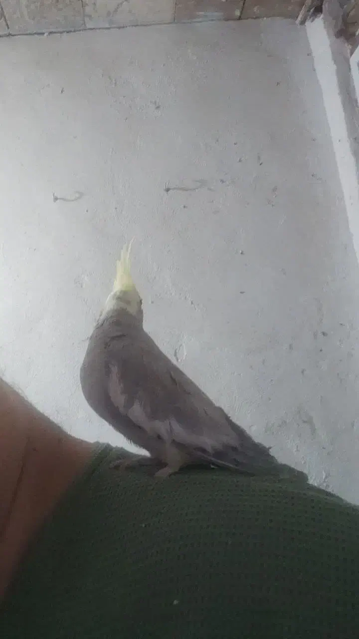 هلندی نر آهویی ابلغ فول دستی سخنگو(حتمامتن بخانید)|پرنده|شاهین‌شهر, شهرک گلدیس|دیوار