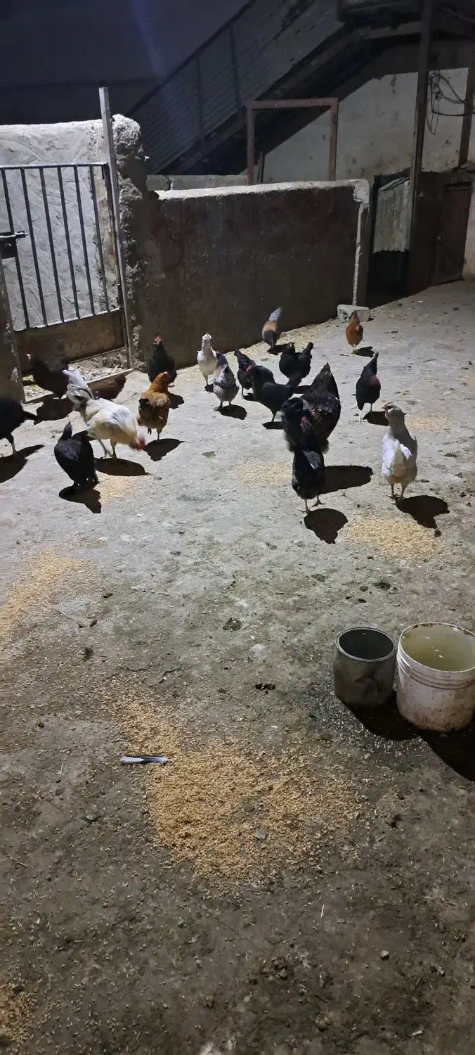 مرغ و خروس|حیوانات مزرعه|ملایر, |دیوار