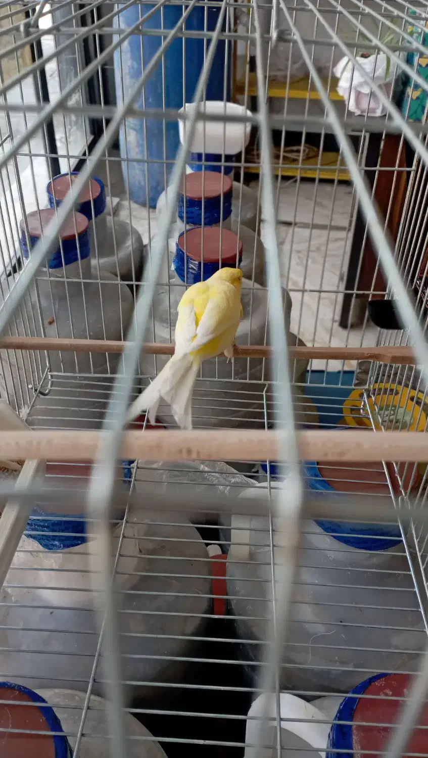 قناری نر|پرنده|نسیم‌شهر, |دیوار