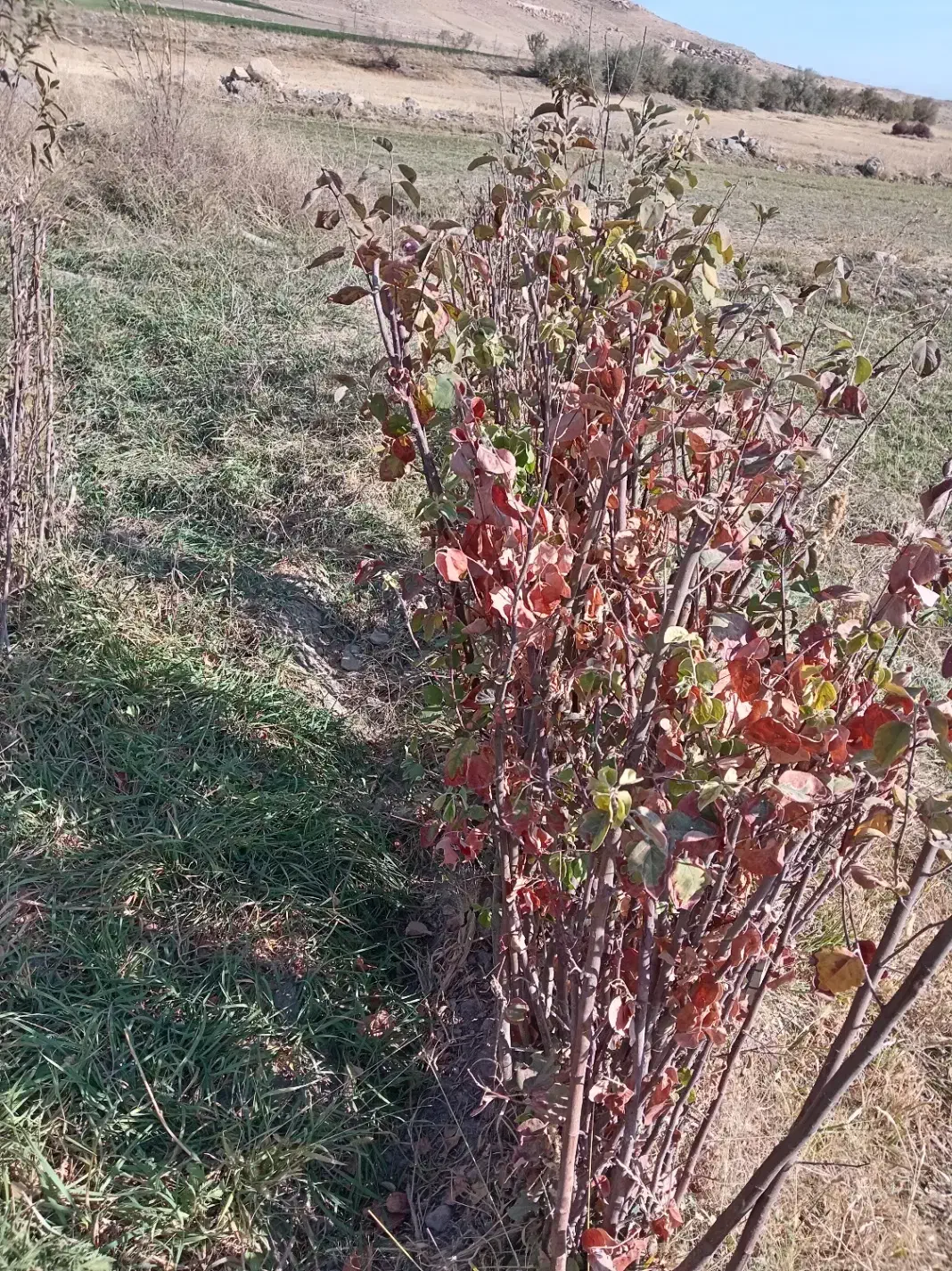 انواع نهال میاندواب زیر قیمت بازار حرص درخت|خدمات باغبانی و درختکاری|سنقر, |دیوار