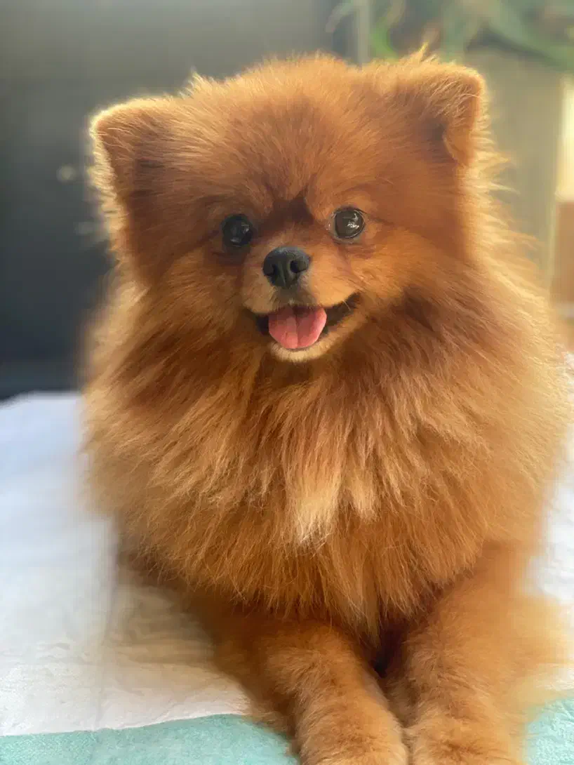 برا جفت زدن با مادهای اصیل شرایط نقدی|سگ|رشت, حمیدیان|دیوار