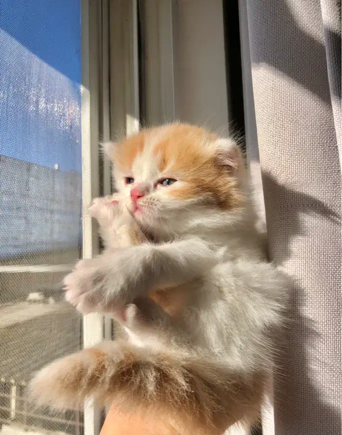 گربه پرشین|گربه|محمودآباد, |دیوار