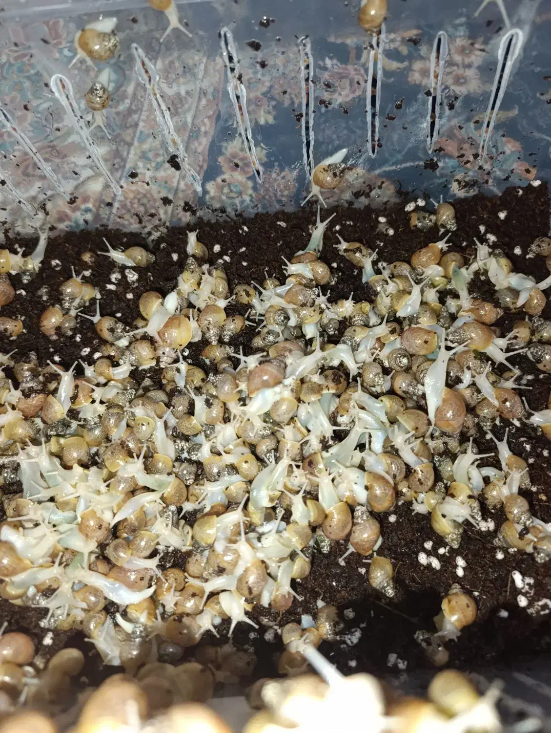 جوجه حلزون آلبینو|خزنده|ری, شهید غیوری (ابن باویه)|دیوار