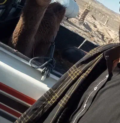 شتر|حیوانات|خاش, |دیوار