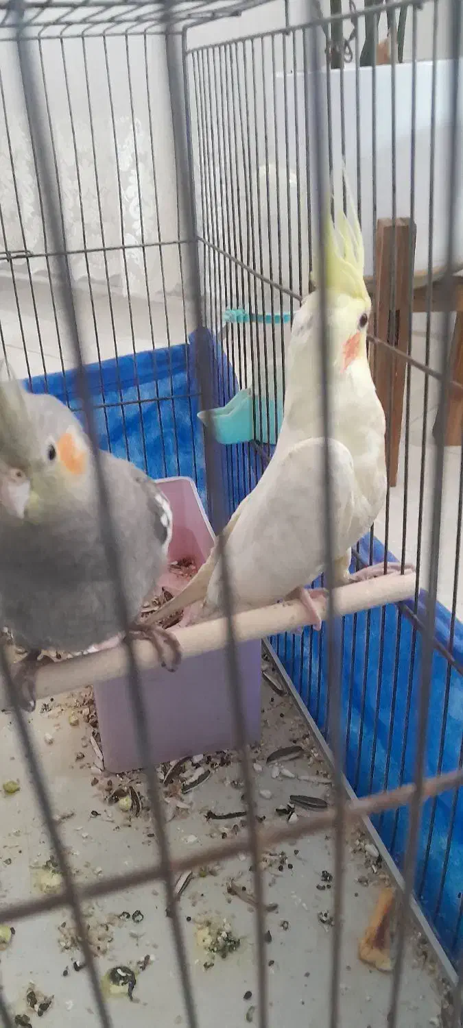 عروس هلندی جفت نرچهار ماهه ویکی هم ماده|پرنده|مرودشت, بهارستان|دیوار