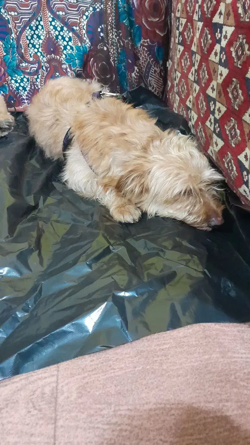 سگ پا کوتاه|سگ|مرزیکلا, |دیوار