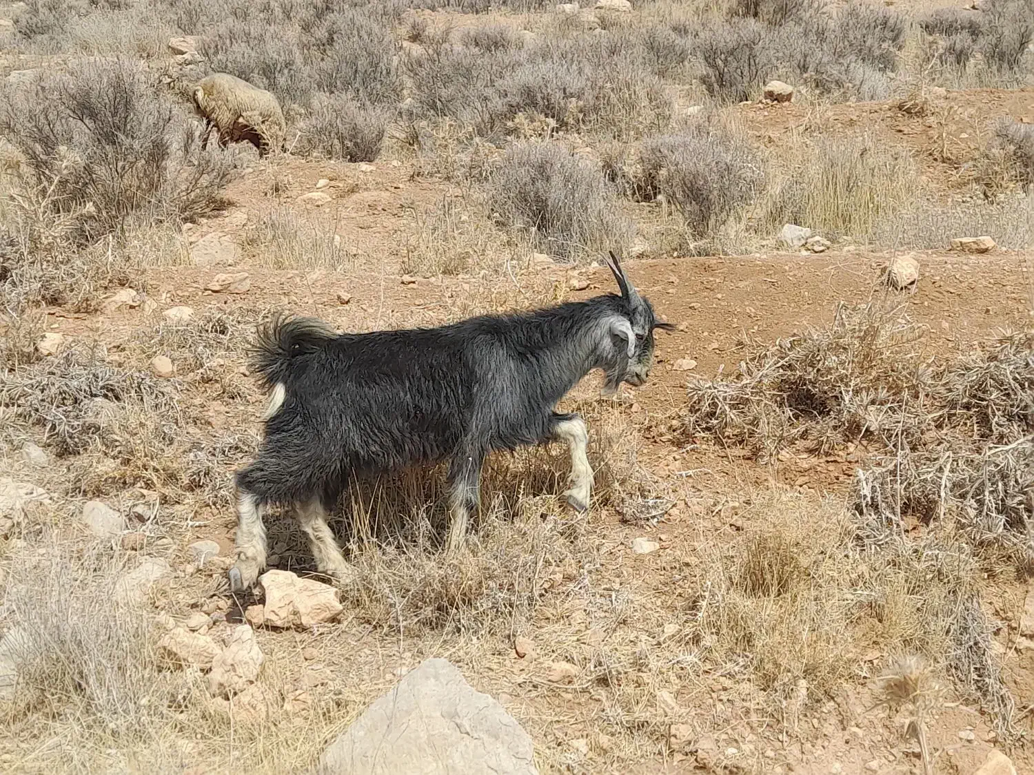 کهره نر یک دست|حیوانات مزرعه|شیراز, احمدآباد|دیوار