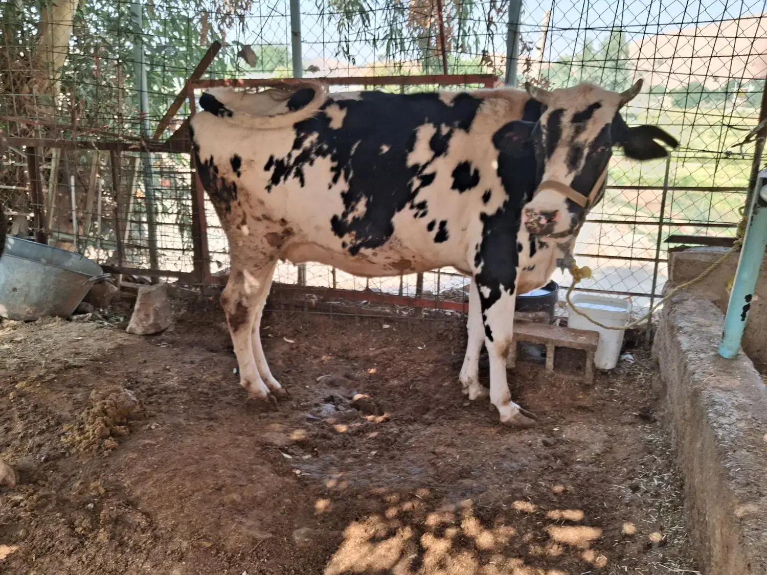 بزه گاو برای فروش برای اطلاعات بیشتر تماس بگرید|حیوانات مزرعه|مسجد سلیمان, |دیوار