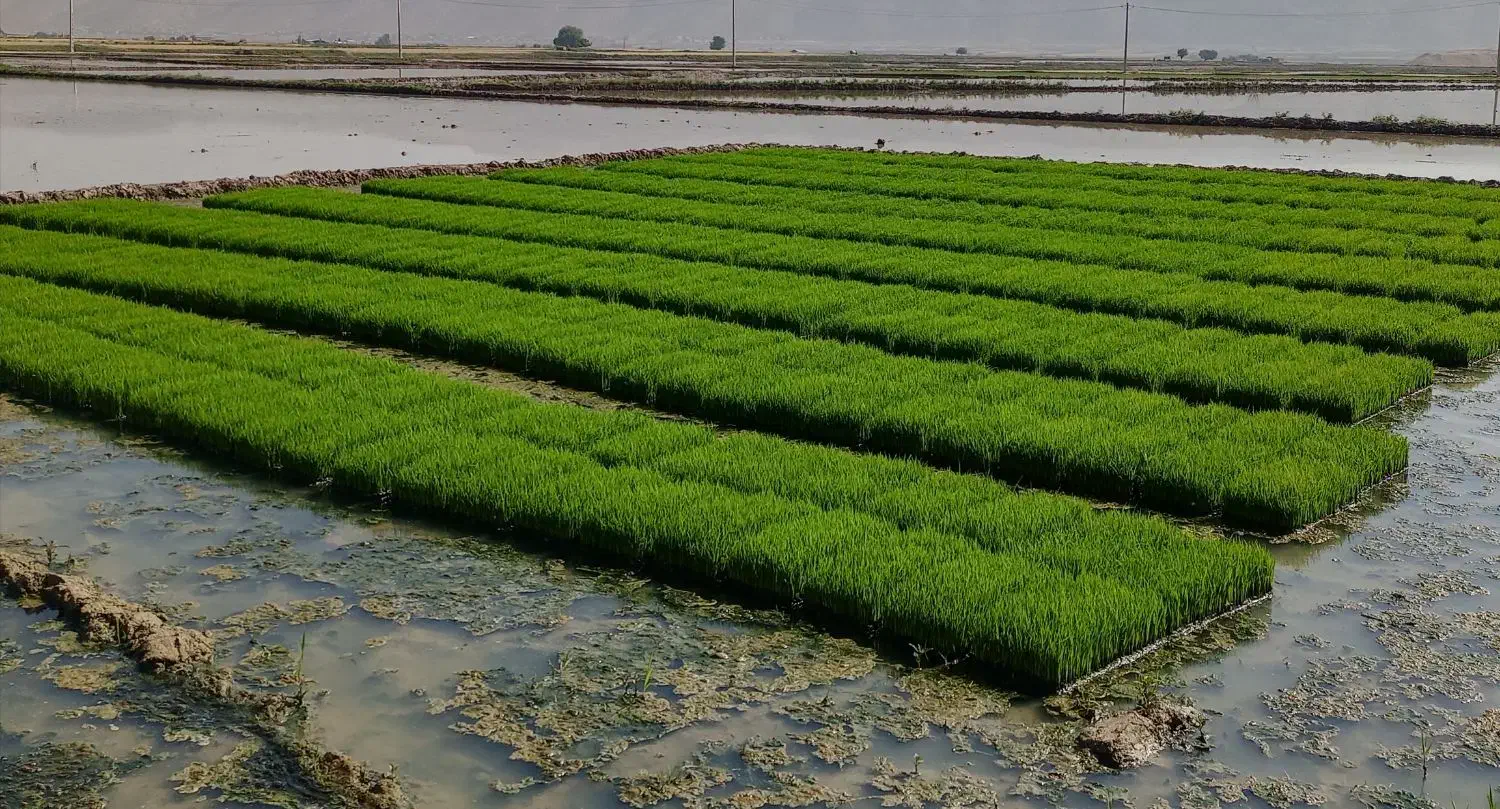 برنج کامفیروزی اصل با تراکتور|خوردنی و آشامیدنی|کامفیروز, |دیوار