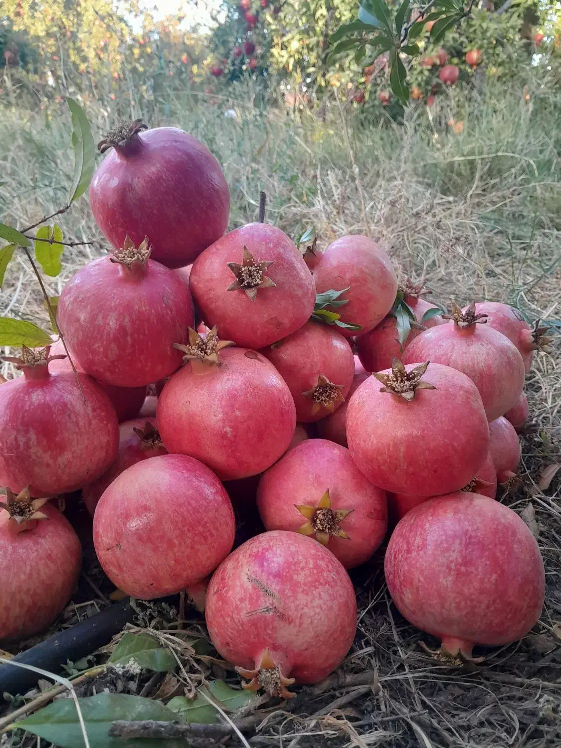 انار اشکفتو 20 تن درجه یک .بیست تن توری|عمده‌فروشی|حاجی آباد, |دیوار