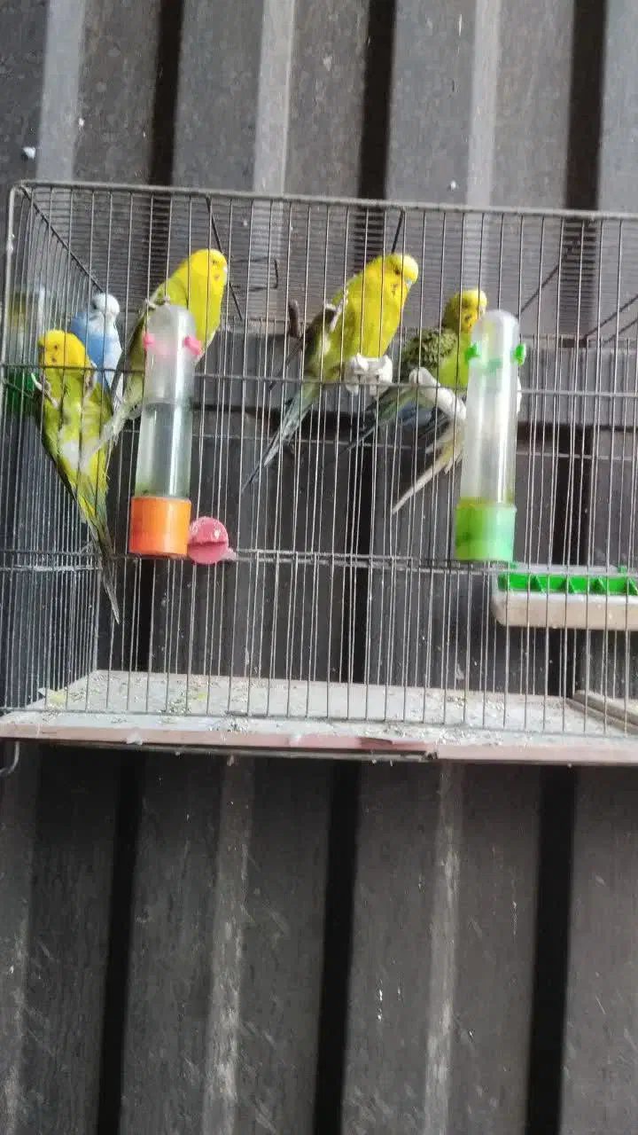 مرغ عشق مولد|پرنده|فردیس, سرحد آباد|دیوار